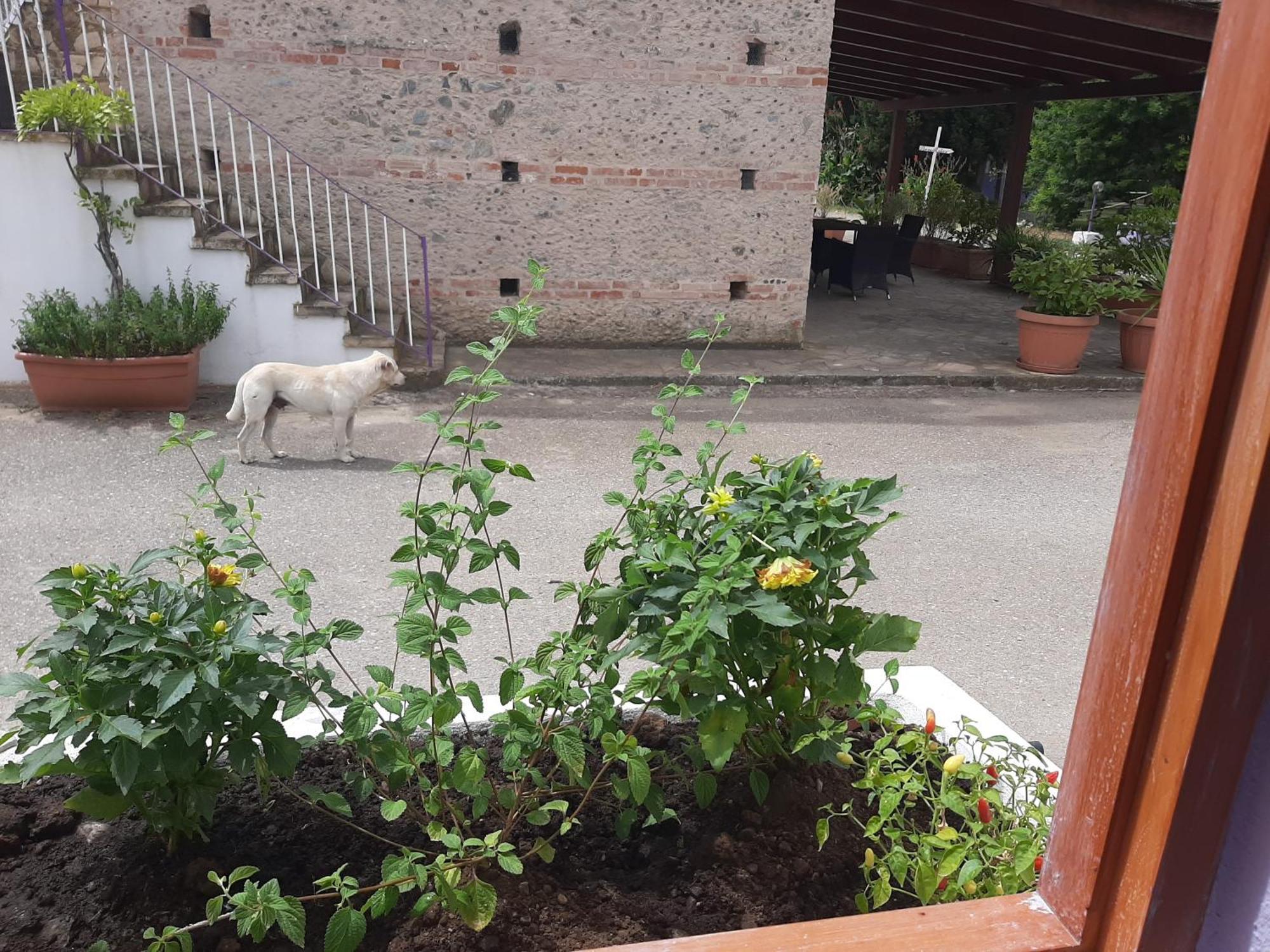 Azienda Agricola Neocastrum Lamezia Terme Εξωτερικό φωτογραφία